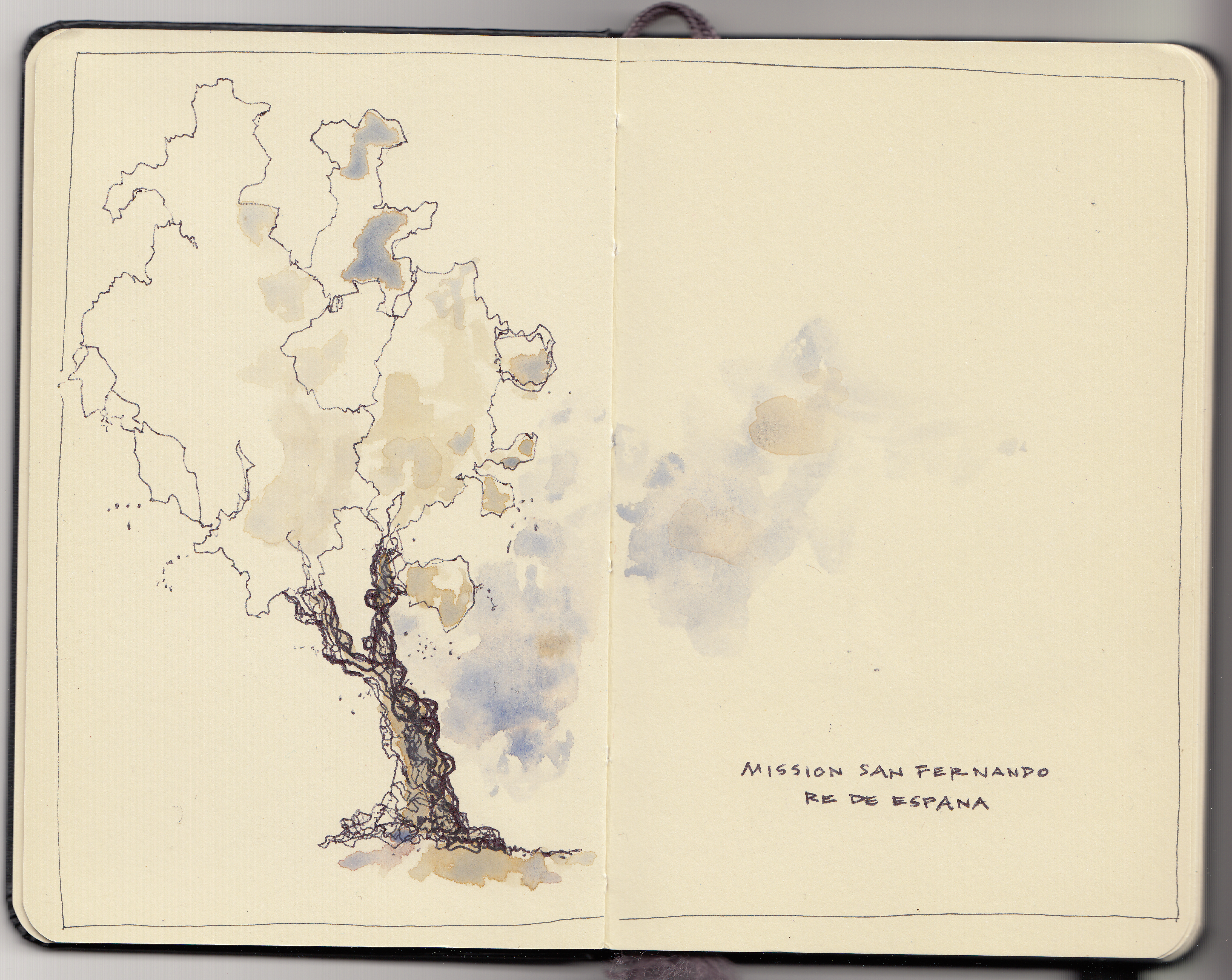 Olive tree San Fern Mission