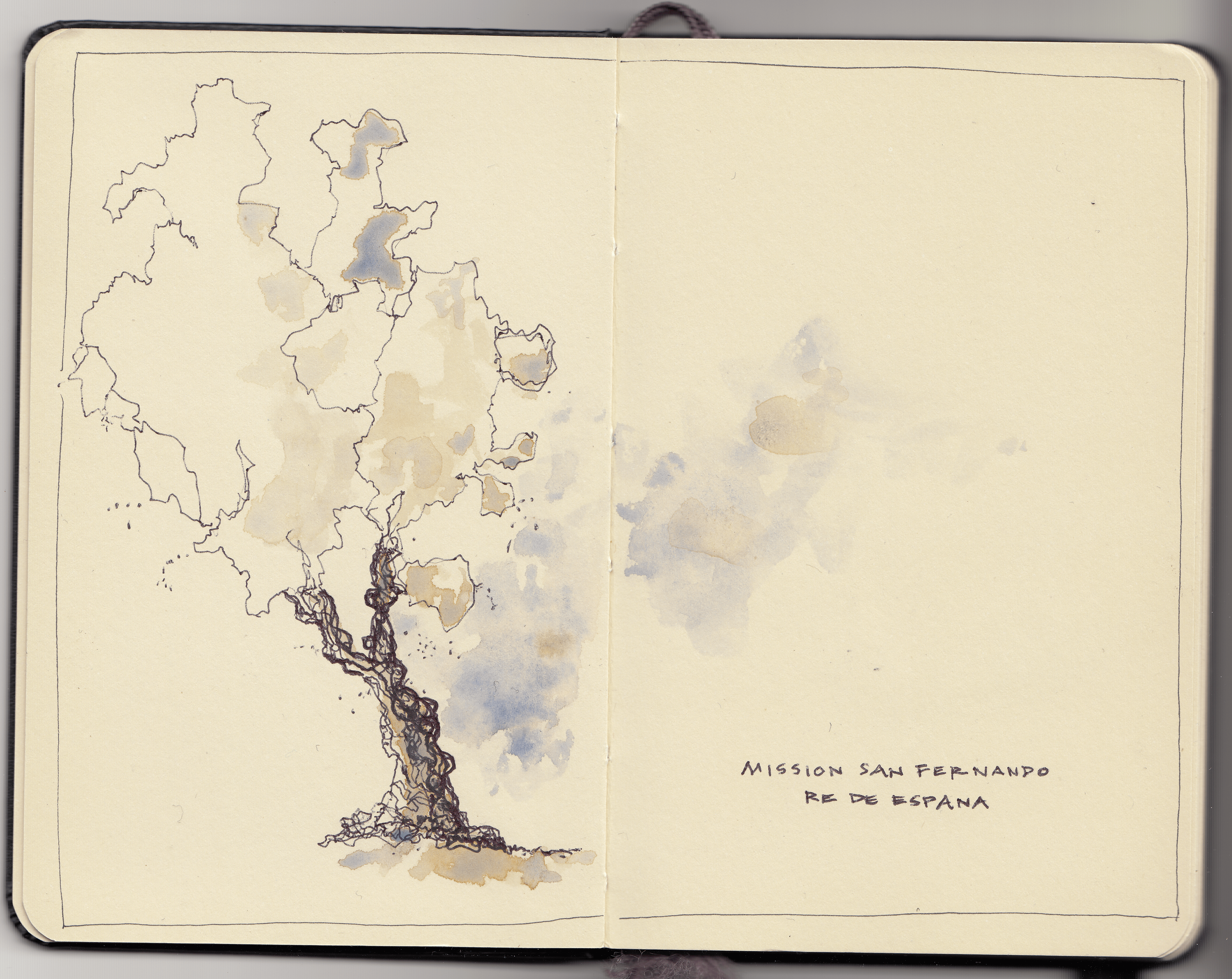 Olive tree San Fern Mission